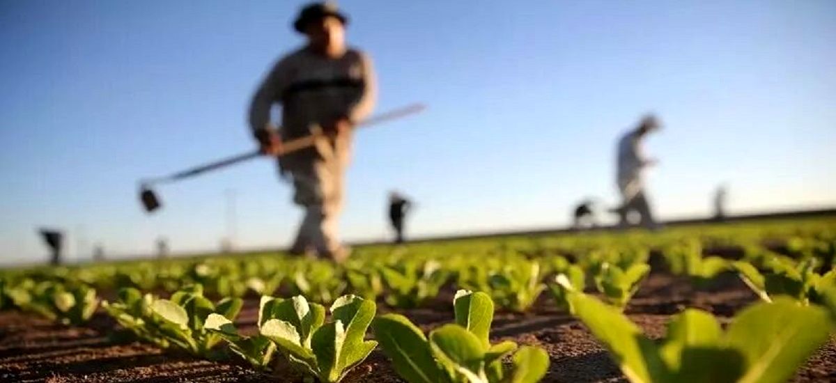 پیشنهاد اعتبار ۴۰ هزار میلیاردی برای طرح ‌اصلاح الگوی کشت‌ در بودجه  