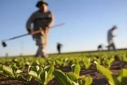 پیشنهاد اعتبار ۴۰ هزار میلیاردی برای طرح ‌اصلاح الگوی کشت‌ در بودجه  
