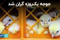 جوجه یک‌روزه گران شد