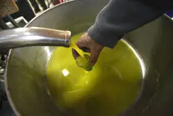 درخواست انجمن روغن نباتی از دولت