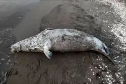 کشف لاشه 39 قلاده فوک خزری از ابتدای 1404 تاکنون