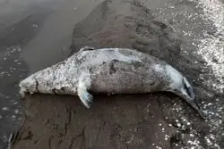 کشف لاشه 39 قلاده فوک خزری از ابتدای 1404 تاکنون