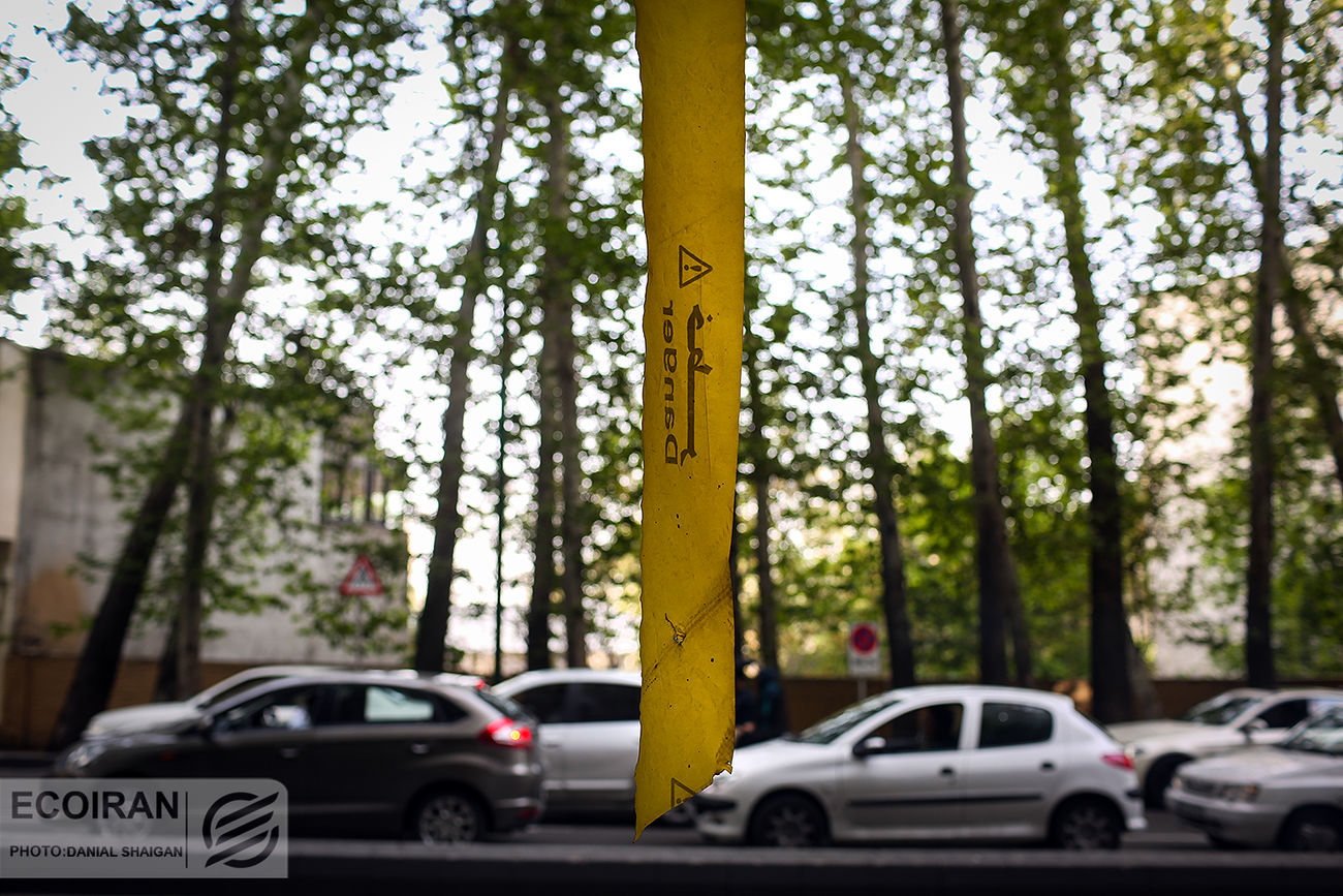 ساخت و سازهایی که جان درختان را می گیرد

