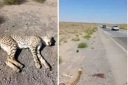  ورود دستگاه قضا به ماجرای تلف شدن یوز آسیایی در میامی