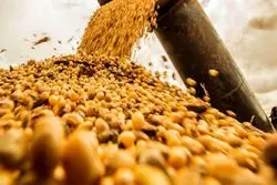 آمریکا پرچم دار تولید ذرت جهان؛ یک سوم صادرات ذرت به ایالات متحده رسید