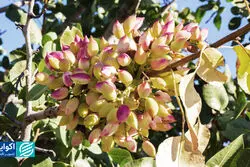  چالش آبی تولید پسته
