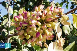  چالش آبی تولید پسته