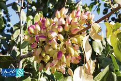  چالش آبی تولید پسته