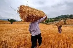 وعده مهم دولت به گندمکاران؛ ۸۰ هزار میلیارد تومان باقی‌مانده کی پرداخت می‌شود؟