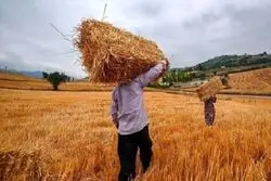 وعده مهم دولت به گندمکاران؛ ۸۰ هزار میلیارد تومان باقی‌مانده کی پرداخت می‌شود؟