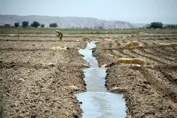 کشاورزی در نقطه انتخاب؛ روایتی از یک تصمیم حساس