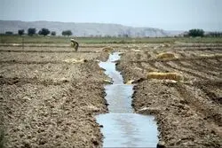 کشاورزی در نقطه انتخاب؛ روایتی از یک تصمیم حساس