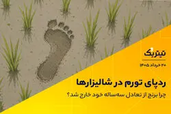ردپای تورم در شالیزارها / چرا برنج از تعادل سه‌ساله خود خارج شد؟