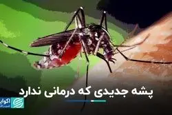 پشه‌ جدیدی که حامل مرضی بی‌درمان است