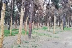 هشدار مهم شورا درخصوص آبیاری بوستان های جنگلی 