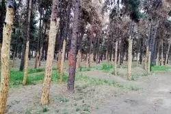 هشدار مهم شورا درخصوص آبیاری بوستان های جنگلی 