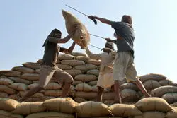 هند تامین کننده نیمی از برنج ایران