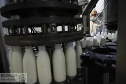 لبنیات گران‌تر می‌شود؟