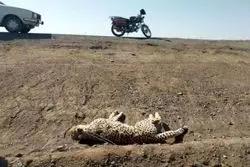 جاده «میامی» فنس‌کشی می‌شود / اقدامی برای جلوگیری از مرگ بیشتر یوزها