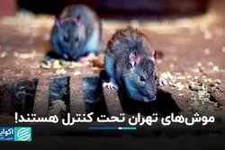 موش های تهران تحت کنترل هستند!