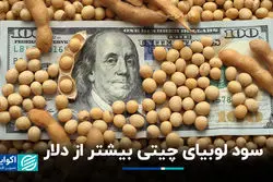 سود لوبیای چیتی بیشتر از دلار