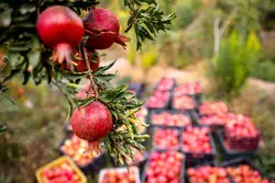 رشد تولید انار ایران کمتر از 10 درصد