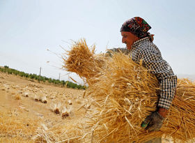 رده‌بندی 31 استان خریدار گندم؛ بیشترین سهم به 3 استان رسید