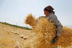 آخرین وضعیت خرید گندم تا نیمه مرداد 1402