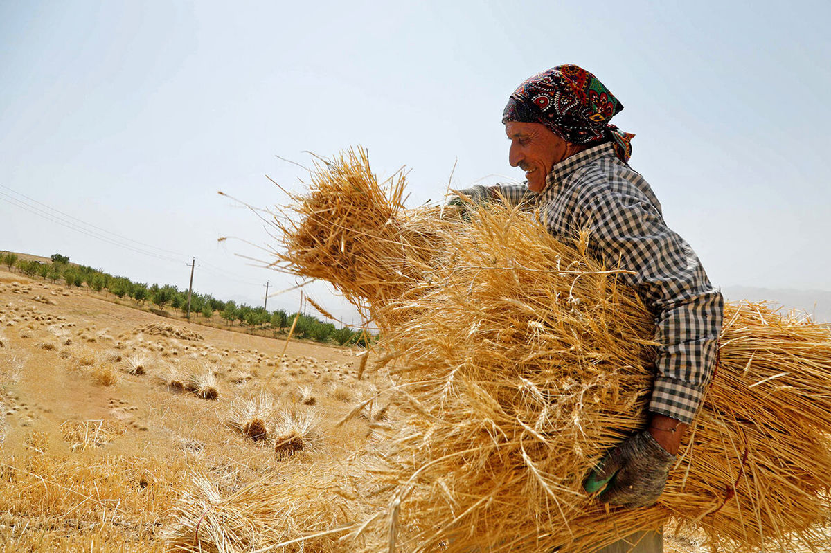 وعده سرخرمن دولت به گندمکاران 