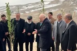 پایان کمربند سبز ۵۰ هزار هکتاری تهران پس از ۳۸ سال / درختکاری روی کوه‌های شمال تهران کلید می‌خورد