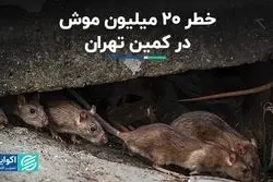 خطر 20 میلیون موش در کمین تهران