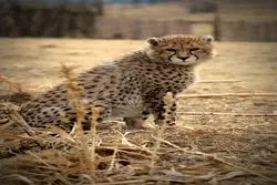 پیروز؛ نماد امیدها و نگرانی‌های جمعی ما