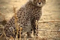 پیروز؛ نماد امیدها و نگرانی‌های جمعی ما