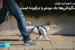 سگ‌گردانی‌ها داد مردم را درآورده است