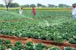 انقلاب در کشاورزی هند کلید خورد