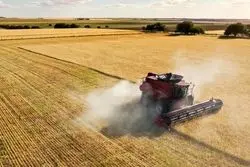 جهان در آستانه ثبت رکورد جدید تولید غلات تا سال ۲۰۲۵