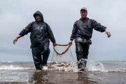 هشدار برای حذف ذخایر دریاها/ خداحافظی با حلوا و شوریده؟