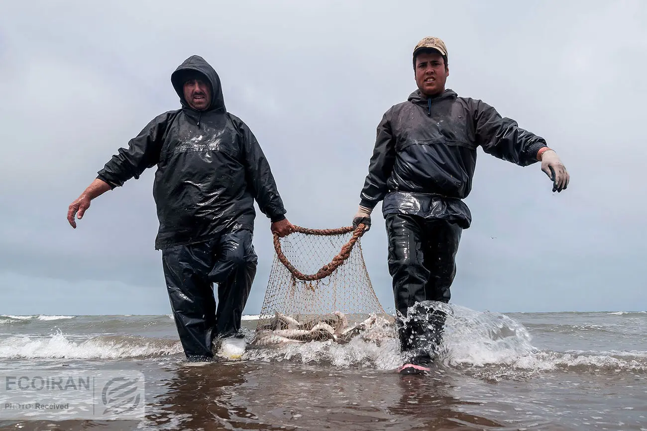 هشدار برای حذف ذخایر دریاها/ خداحافظی با حلوا و شوریده؟