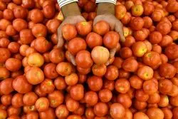 جهش عجیب قیمت در هند، گوجه را از بنزین گران‌تر کرد