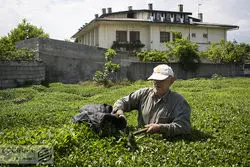۹۶ درصدی مطالبات چایکاران پرداخت شد