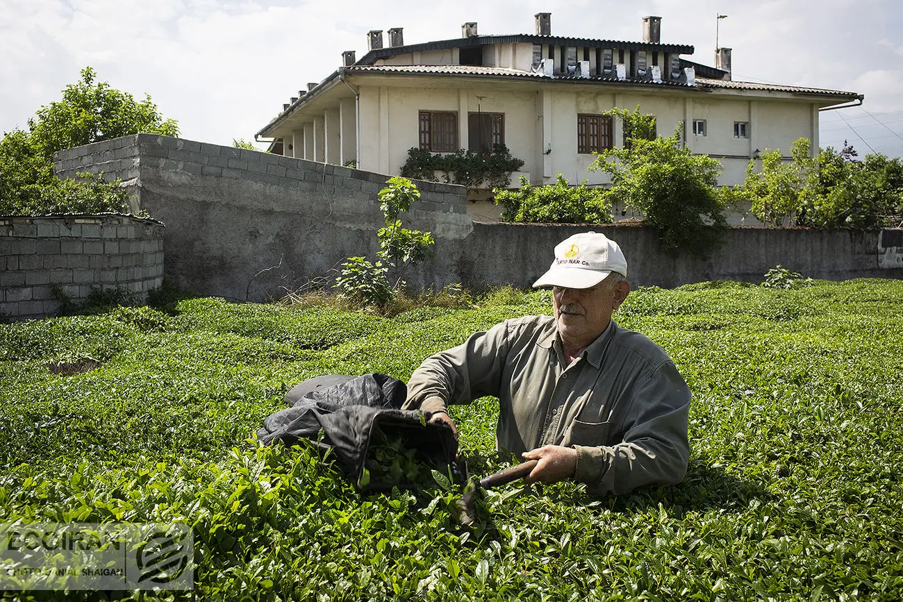 ۹۶ درصدی مطالبات چایکاران پرداخت شد