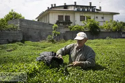 معمای گرانی چای چیست؟ افزایش 52 درصدی بهای برگ سبز یا انحصار در واردات