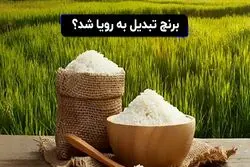 برنج تبدیل به رویا شد؟