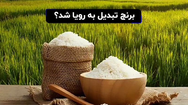 برنج تبدیل به رویا شد؟