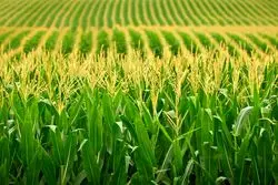 سفر کشاورزی ایران به آن سوی آب ها