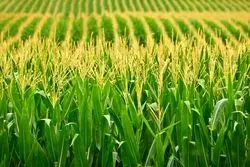 سفر کشاورزی ایران به آن سوی آب ها