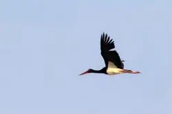 نشانه‌ای از احیای طبیعت؛ بازگشت پرنده نادر مهاجر به سیستان