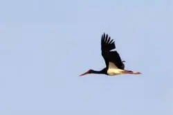 نشانه‌ای از احیای طبیعت؛ بازگشت پرنده نادر مهاجر به سیستان