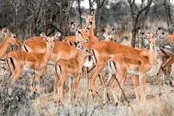 بلیط تهران به کیش؛ بازدید از پارک آهوان کیش