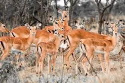 بلیط تهران به کیش؛ بازدید از پارک آهوان کیش